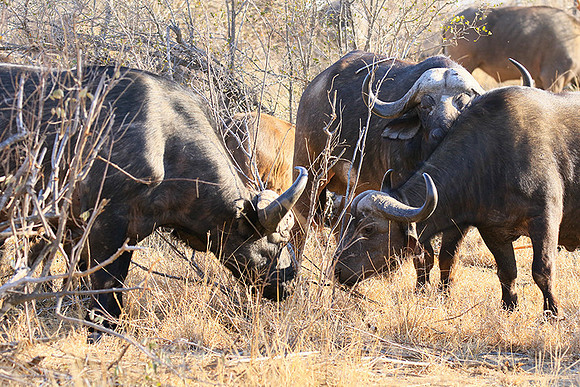 At Timbavati game reserve