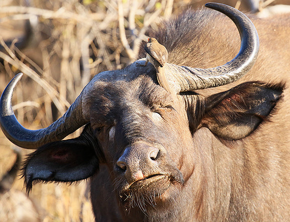 At Timbavati game reserve