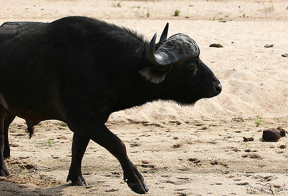 At Mala Mala game reserve