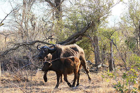 At Timbavati game reserve