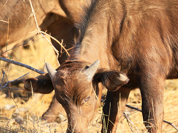 At Timbavati game reserve