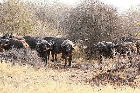 At Kruger NP