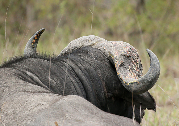 At Mala Mala game reserve