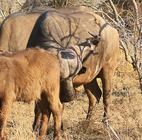 At Timbavati game reserve