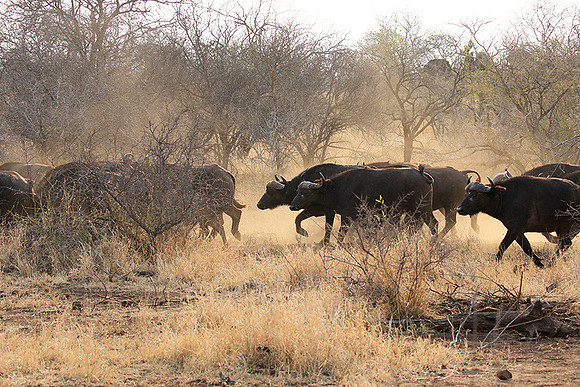 At Kruger NP
