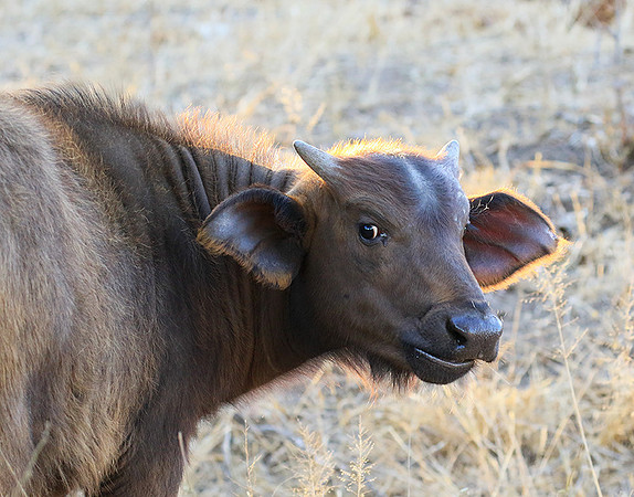 At Timbavati game reserve