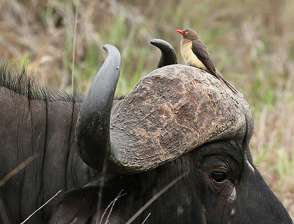 At Mala Mala game reserve