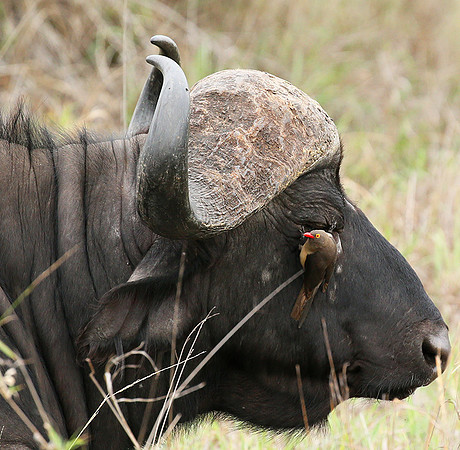 At Mala Mala game reserve