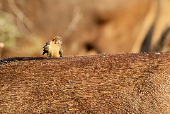 At Timbavati game reserve
