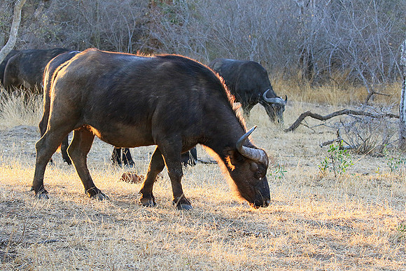 At Timbavati game reserve