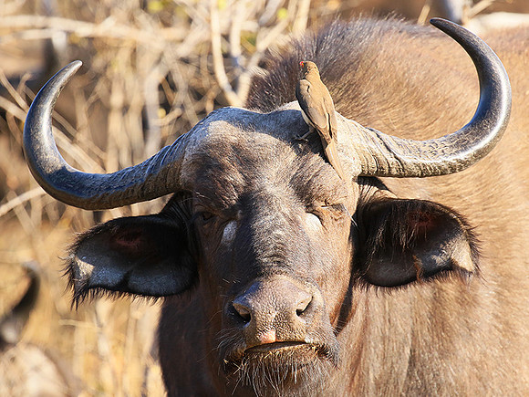 At Timbavati game reserve