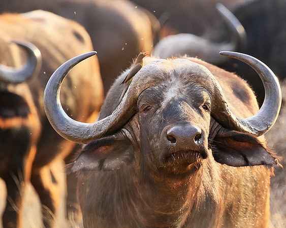 At Kruger NP