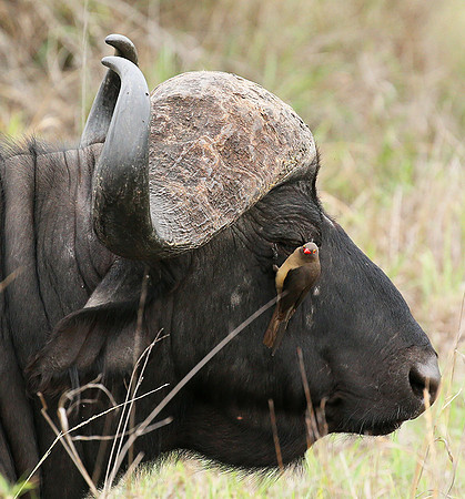 At Mala Mala game reserve