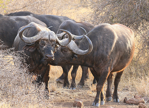 At Kruger NP