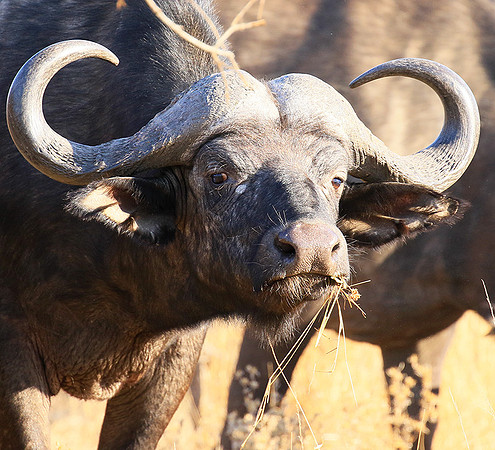 At Timbavati game reserve