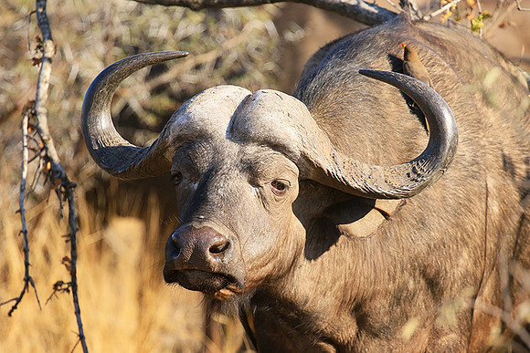 At Timbavati game reserve