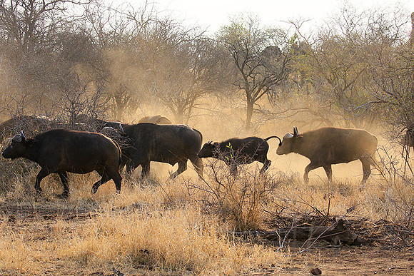 At Kruger NP