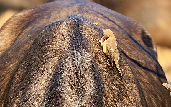 At Timbavati game reserve