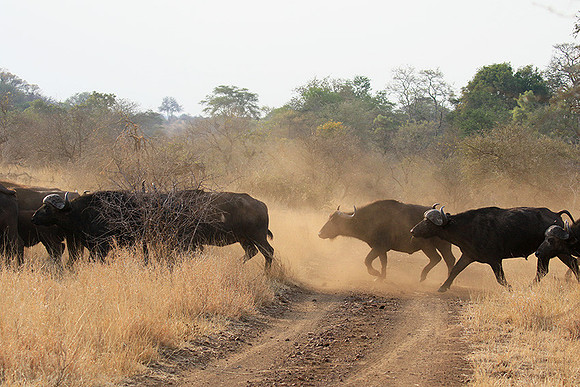 At Kruger NP