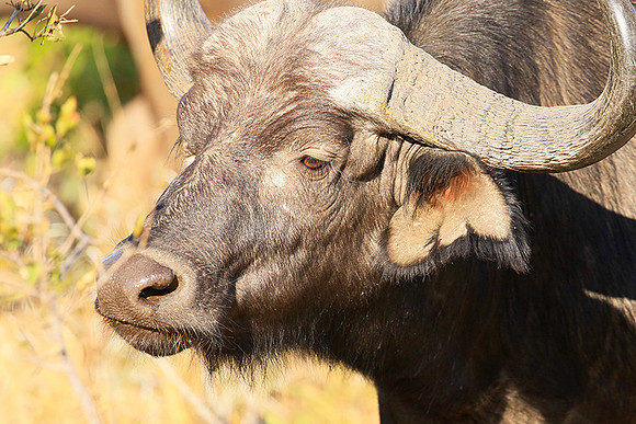 At Timbavati game reserve