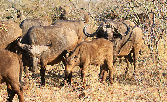 At Timbavati game reserve