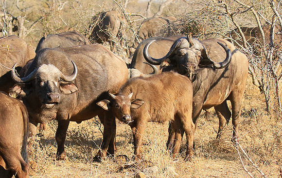 At Timbavati game reserve