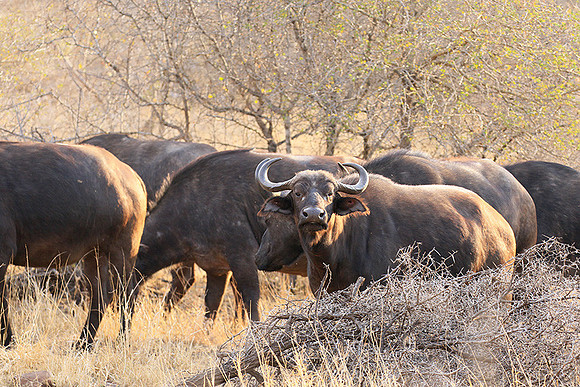 At Kruger NP