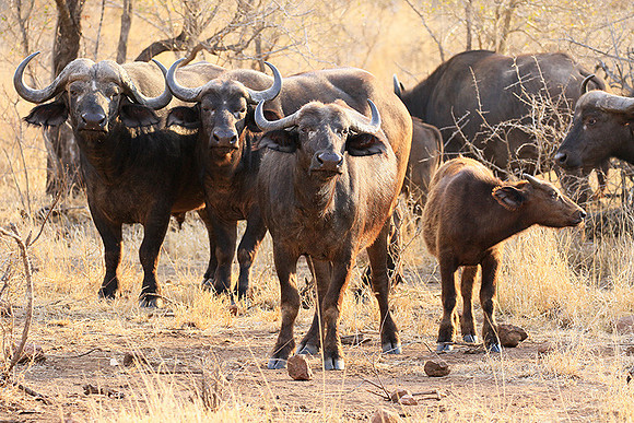 At Kruger NP