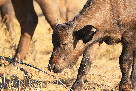 At Timbavati game reserve