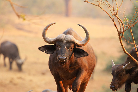At Kruger NP