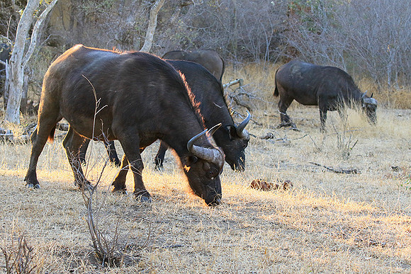 At Timbavati game reserve
