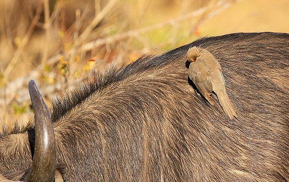 At Timbavati game reserve