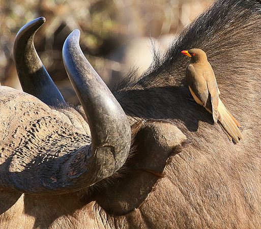 At Timbavati game reserve