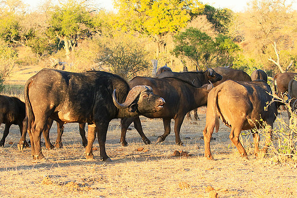 At Timbavati game reserve