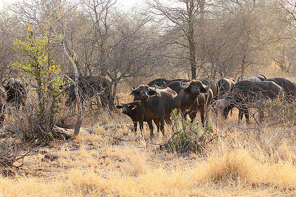 At Kruger NP