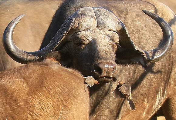 At Timbavati game reserve
