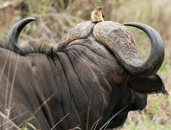 At Mala Mala game reserve
