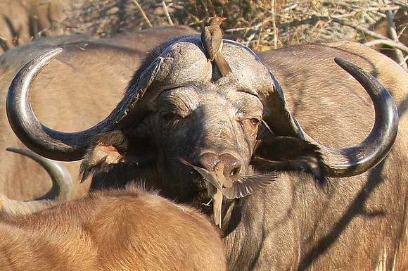 At Timbavati game reserve