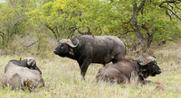 Buffalos