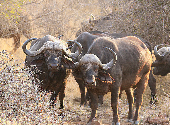 At Kruger NP
