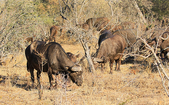 At Timbavati game reserve