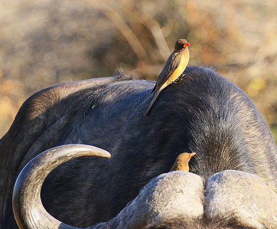 At Timbavati game reserve