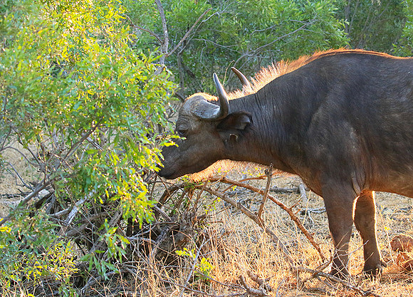At Timbavati game reserve