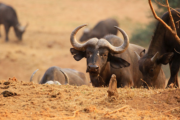 At Kruger NP