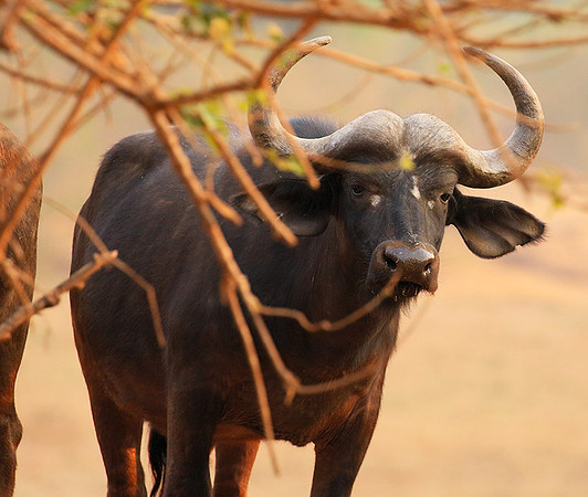 At Kruger NP
