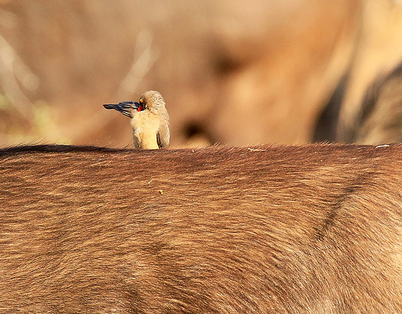 At Timbavati game reserve