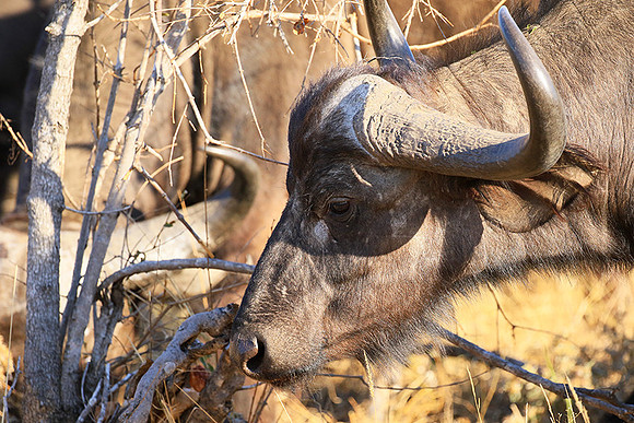 At Timbavati game reserve