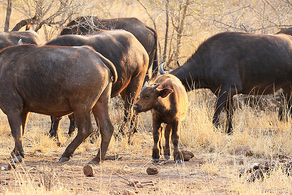 At Kruger NP