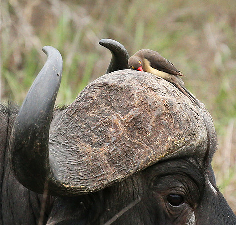 At Mala Mala game reserve