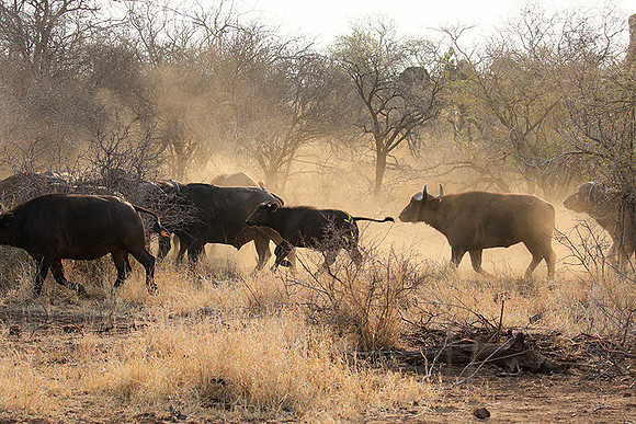 At Kruger NP